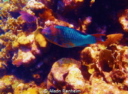 Colorful parrotfish, Roatan. by Alison Ranheim 
